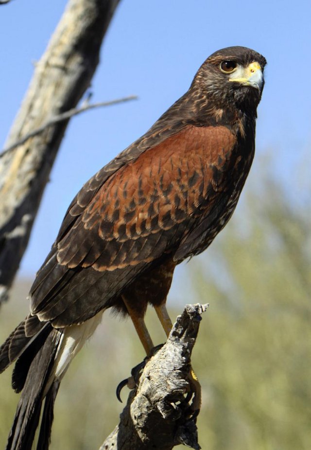Preview of the first image of Wanted male Harris hawk.