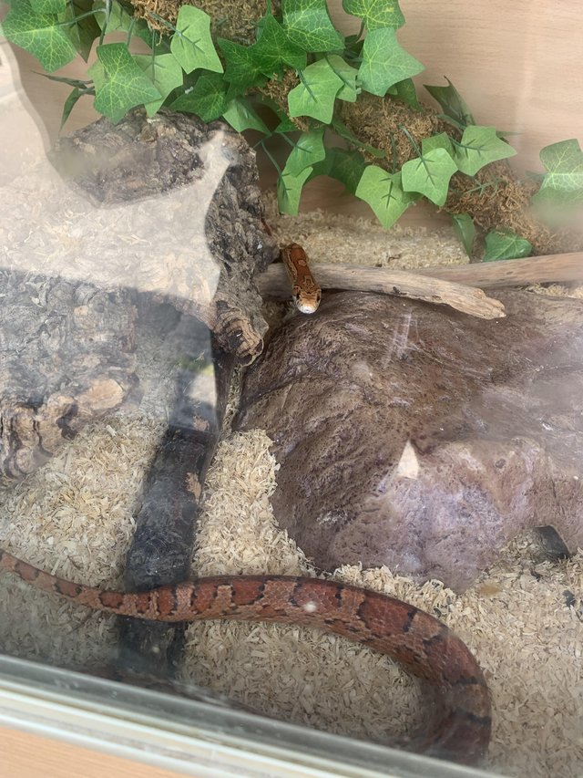 corn snake and tank with complete set up — photo 4 of 4