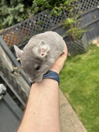 Image 4 of Sold - Violet male chinchilla ready now