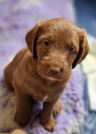Image 16 of Lovely labradoodle puppies for sale