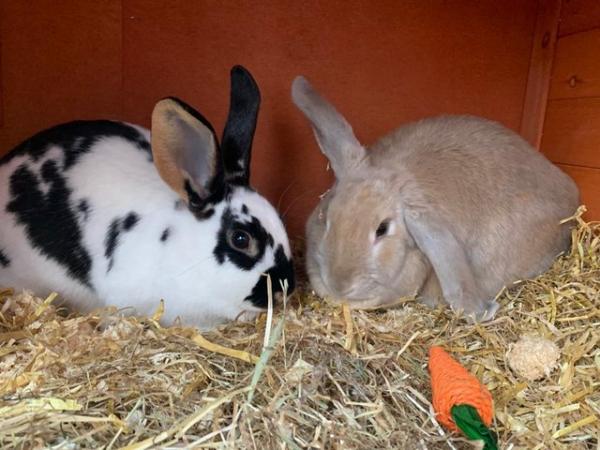 Image 1 of TWO FEMALE RABBITS LOOKING FOR A FOREVER HOME.