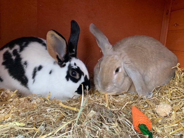 Preview of the first image of TWO FEMALE RABBITS LOOKING FOR A FOREVER HOME..