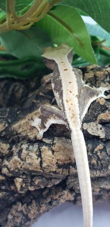 Image 4 of SALE Baby Crested Geckos For Sale