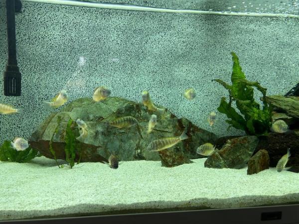 Image 5 of Tropheus ilangi Group African Cichlid Fish