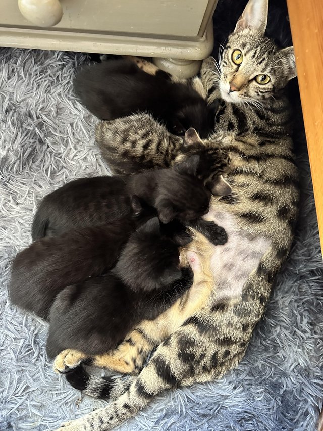 Preview of the first image of Norwegian forest cross bengal Kittens.