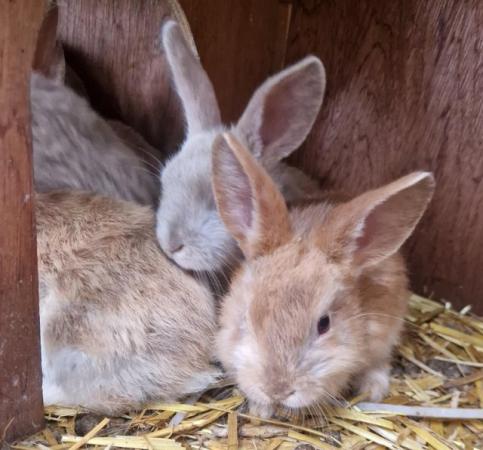 Image 14 of Bunnies looking for loving forever homes