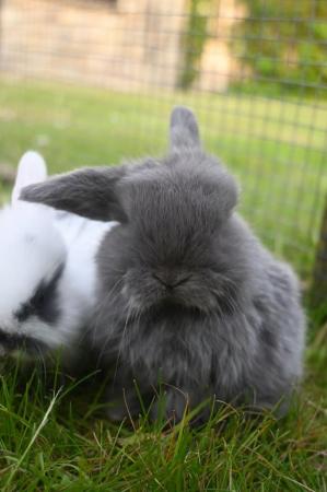Image 1 of Beautiful Pure Bred Mini Lop Baby Rabbits