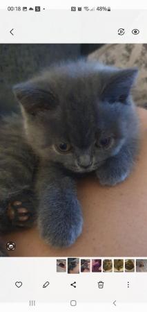 Image 3 of Eight month old British blue female looking for a home