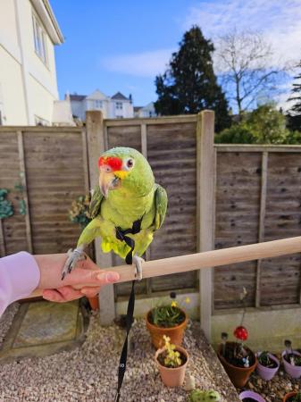 Image 1 of 11 month old red lored amazon parrot