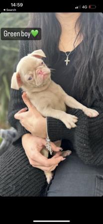 Image 11 of 4 KC pug puppies left! All ready to leave