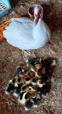 Image 5 of Adorable fluffy Muscovy ducklings for sale