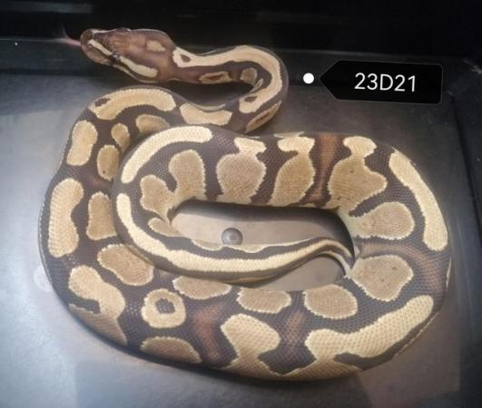 Image 3 of Royal Pythons to clear various genes