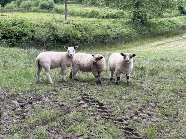 Image 6 of Ewe and ram lambs born March 2024
