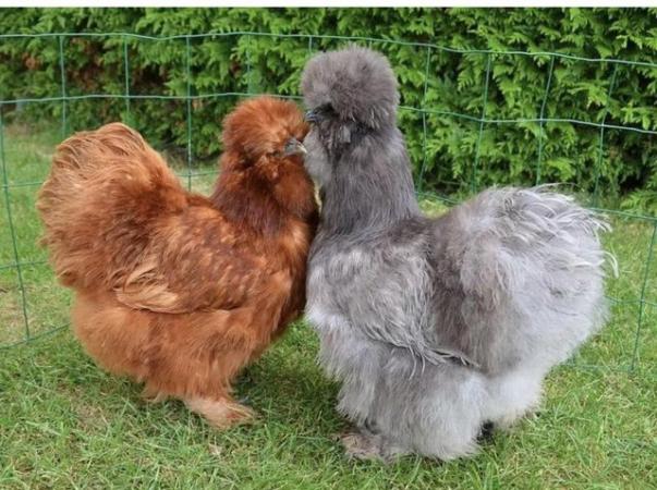 Image 1 of BEAUTIFUL BEARDED SILKIE CHICKENS FOR SALE