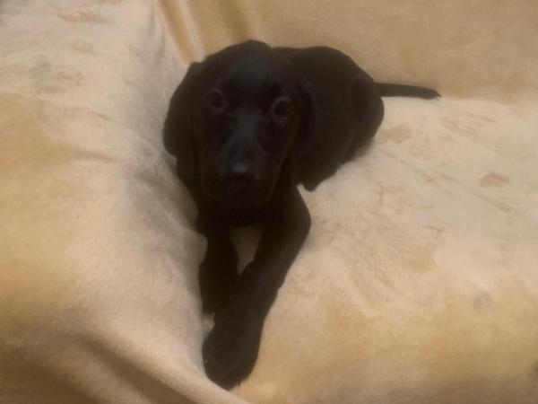 Image 20 of Quality KC Registered Health Tested Parents Labrador Puppies