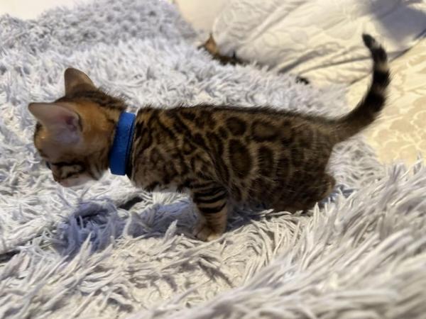 Image 22 of Tica bengal kittens for sale!