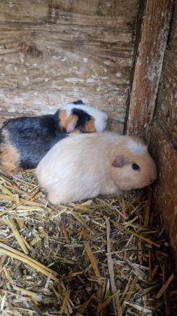 Image 2 of 3 stunning guineapig looking for new homes