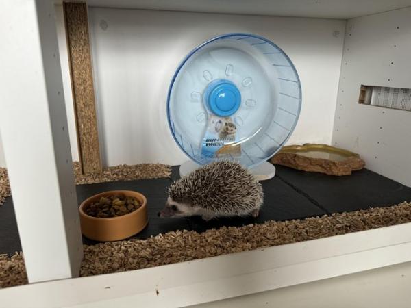 Image 8 of African Pygmy Hedgehog for sale with set up
