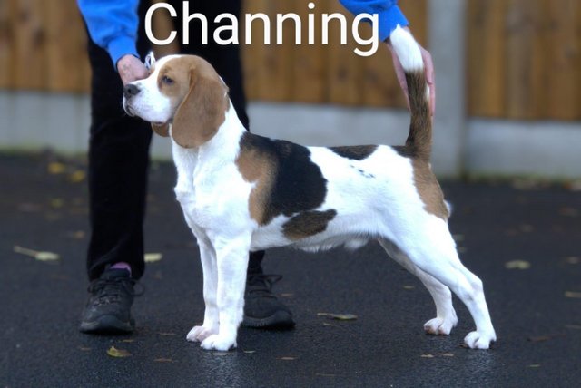 Image 4 of 2 BEAUTIFUL (KC REGISTERED) BEAGLE PUPPIES