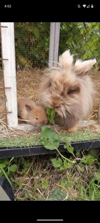 Image 7 of Lionhead rabbits for sale Mixed