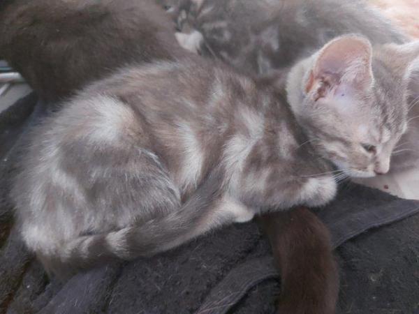 Image 2 of Russian blue x blue marbled bengal
