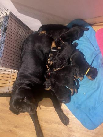 Image 2 of Gorgeous KC registered Rottweiler puppies ready now