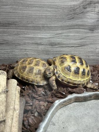 Image 4 of 2x Horsefield Tortoise with full vivarium and setup