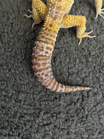 Image 5 of Leopard gecko for sale and exp terra