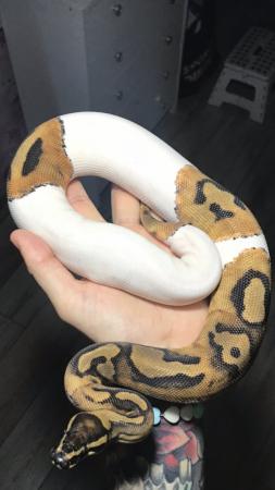 Image 2 of Ball pythons available females