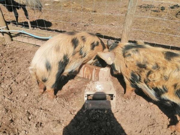 Image 2 of Kune kune boars for sale ready now