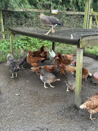 Image 2 of Various hybrid pol hens