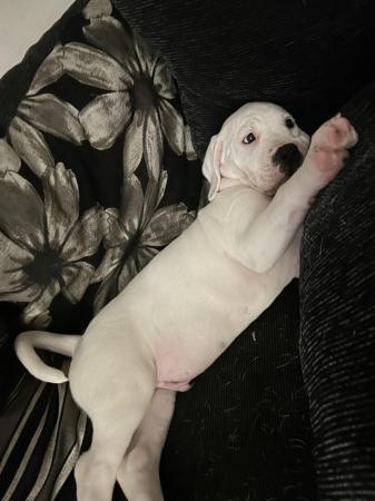 Image 2 of 5 month old American bulldog x staffy