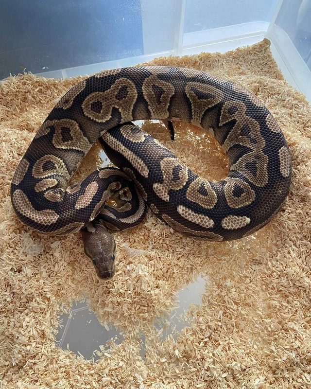 Preview of the first image of 5 year old cinnamon vanilla female royal python.