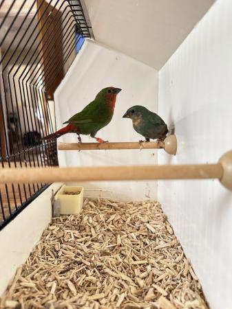 Image 6 of Pair of 2024 Bred Parrot Finches