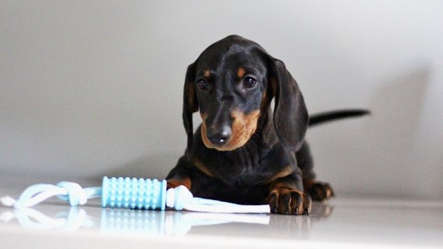 Preview of the first image of Ready Now only 5 dachshunds left.
