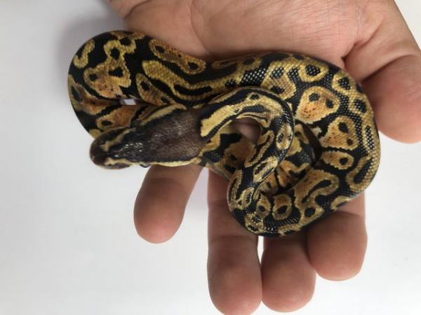 Image 1 of Royal Python Pastel Male CB23