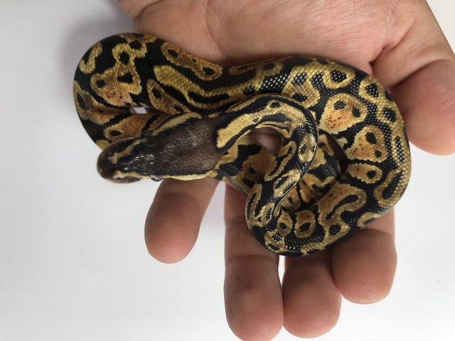 Preview of the first image of Royal Python Pastel Male CB23.