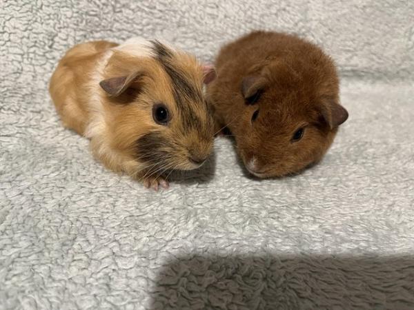 Image 6 of Male Guinea pigs for sale
