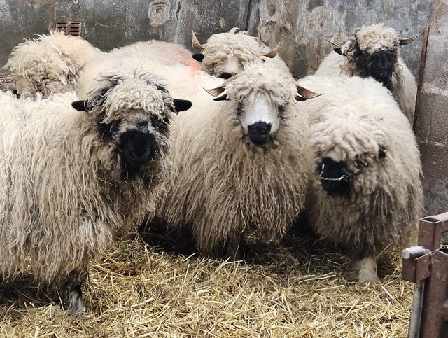 Preview of the first image of 7/8 valais blacknose ewe.