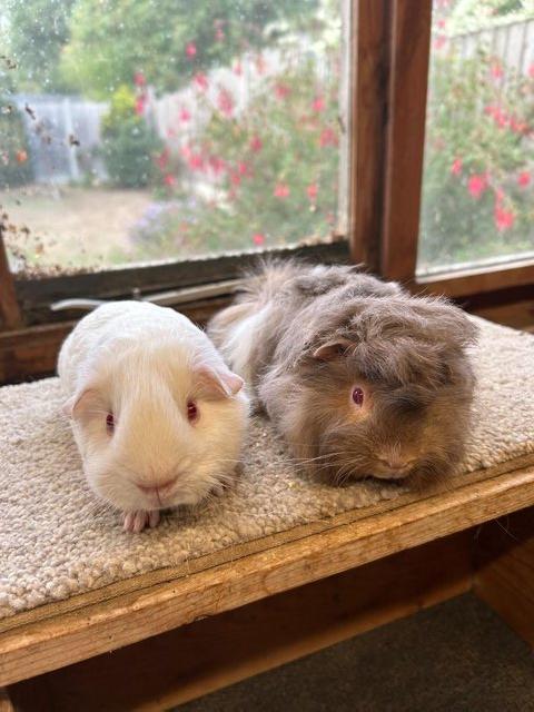 Sweet Baby Guinea Pig Boars - Self and Peruvian — photo 3 of 4