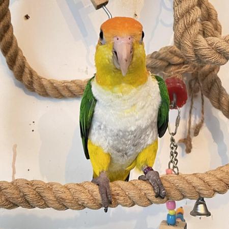 Image 5 of Parrot Pet Caique hand tame sweet playful boy