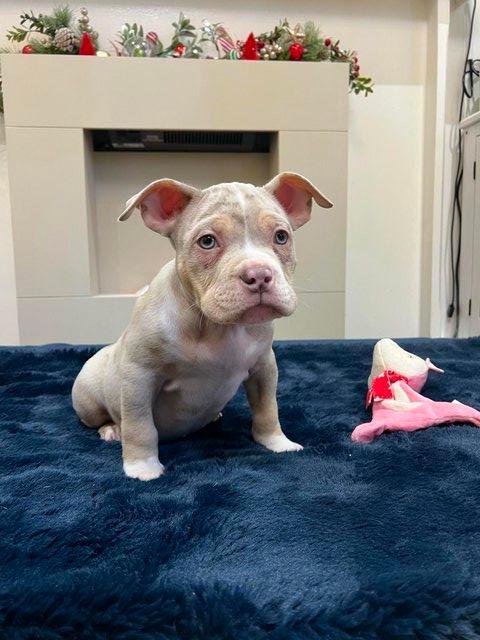 Preview of the first image of Quality American Pocket bully babies.