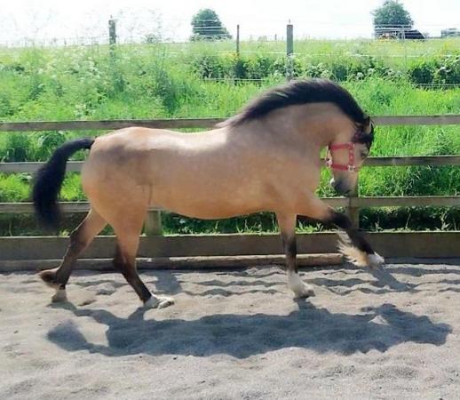 Image 15 of County Standard Buckskin Mare, 4 Whites Drastically reduced*