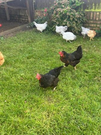 Image 1 of Mixchickens for sale very good egg layers £20 each