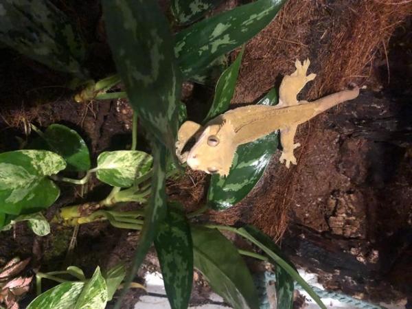 Image 3 of 4 year old crested gecko