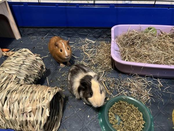 Image 3 of 2 Guinea pigs for sale (2 males)