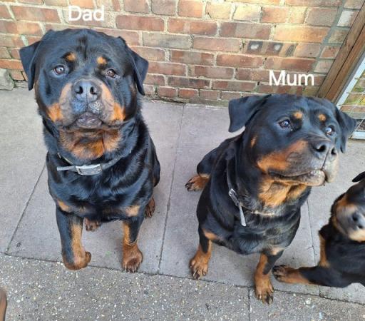 Image 14 of Rottweilerpuppies for sale mixed litter.