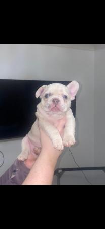 Image 10 of REDUCED ready to leave now Quality French Bulldog Puppies