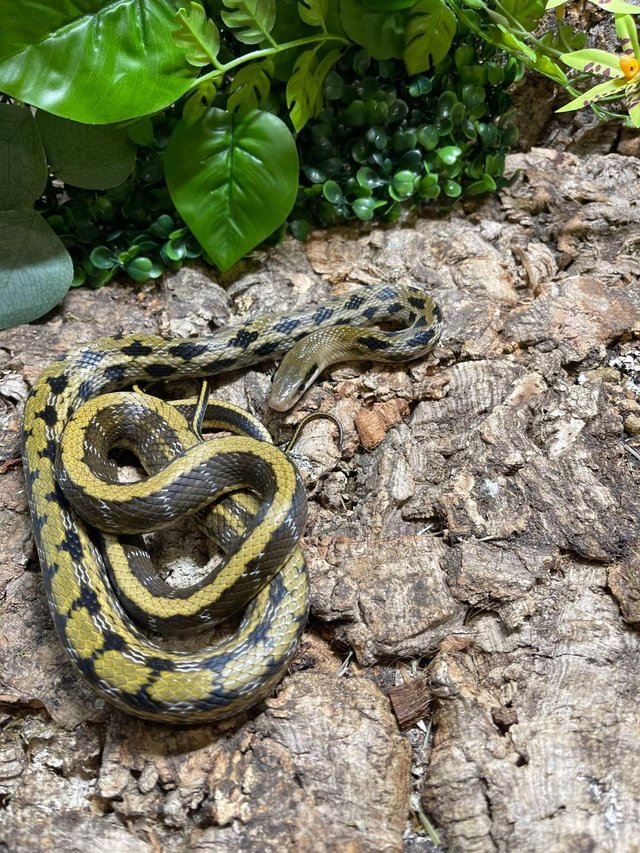 Preview of the first image of April Offer on Taiwan Beauty Snakes.