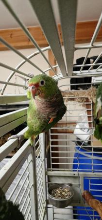 Image 13 of Handreared Tame Amazon parrots. **Super Rare**